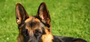 Обери собі друга: 8 собак тижня, які чекають на тебе