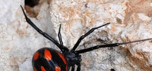 В Запорожье обострилась проблема ядовитых пауков: как уберечься