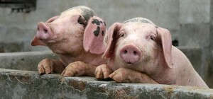 Через спалах чуми: на Львівщину не впускатимуть свинину із Закарпаття