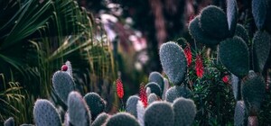 Приходи посмотреть: в Киеве пройдет выставка кактусов и экзотических растений