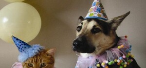 Обери собі друга: 5 собак тижня, які чекають на тебе