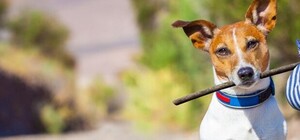 Обери собі друга: 6 собак тижня, які чекають на тебе