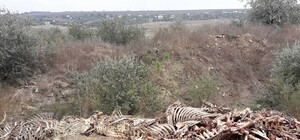 Смотри: поле под Одессой усеяно скелетами животных
