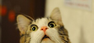 Днепряне хотят переименовать область: узнай, как