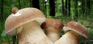 Як не отруїтися: на Львівщині стартував грибний сезон