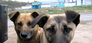 Вийди за мене: у Львові набирає популярності флешмоб на захист тварин