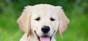 Обери собі друга: 8 собак тижня, які чекають на тебе