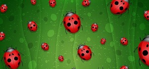 Удивительная коллекция: днепрянка сделала из своей квартиры музей божьих коровок