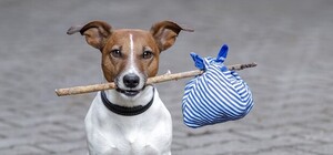 Обери собі друга: 7 собак тижня, які чекають на тебе