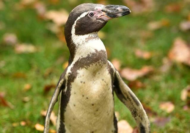Новость - Досуг и еда - Пополнение: в Фельдман Экопарк появился пингвин