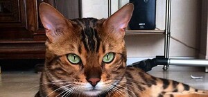 Готуй гаманець: львів'ян хочуть зобов'язати платити за домашніх тварин