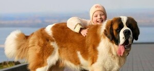 Обери собі  друга: 12 собак тижня, що чекають на тебе