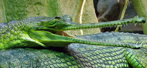 Фотофакт: в Крыму редкие крокодилы  принесли рекордное потомство