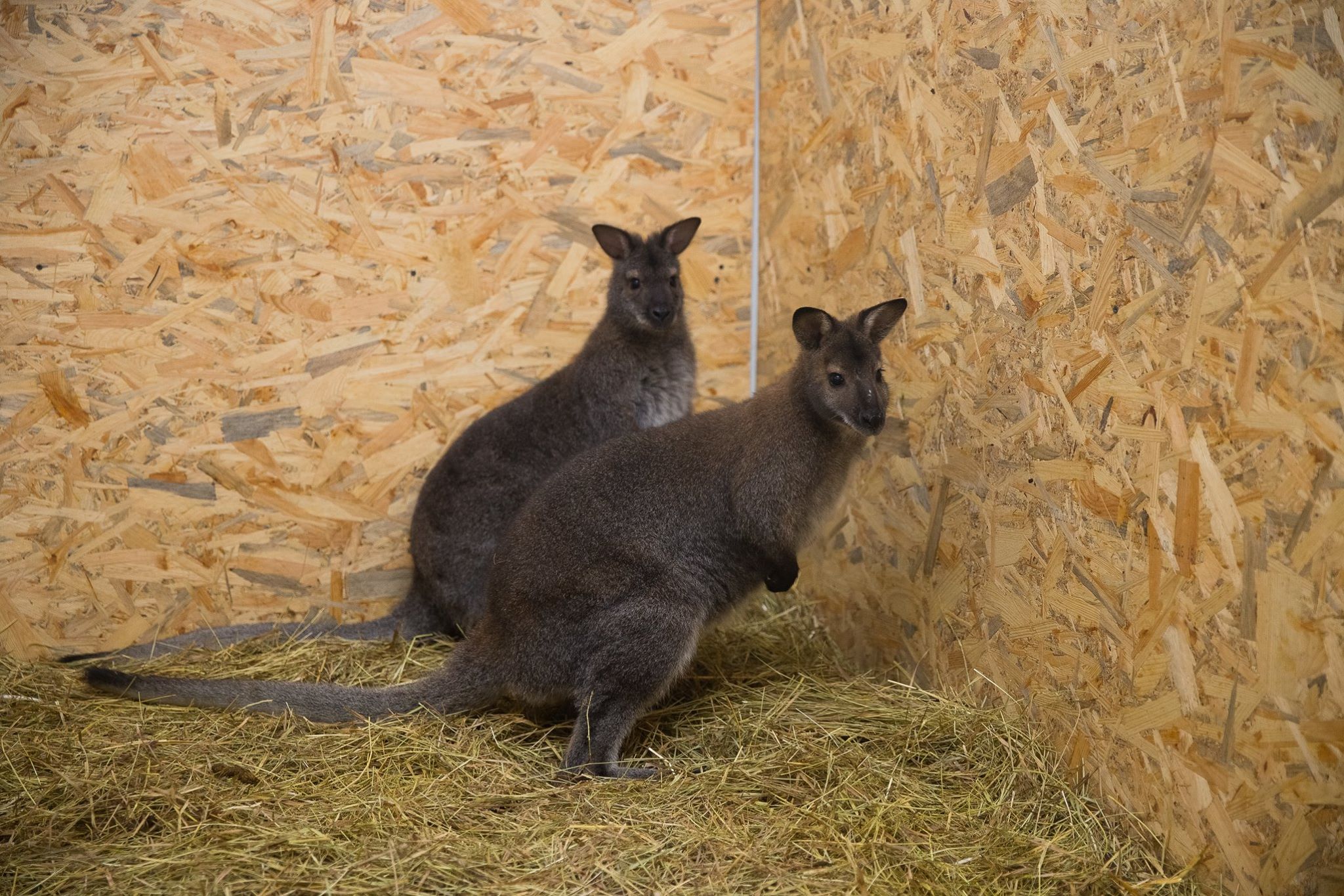Новость - Досуг и еда - Поздравь с новосельем: в харьковский экопарк переехали три кенгуру