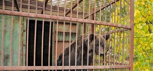 Пригоди Машутки: київська ведмедиця житиме під Львовом