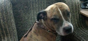 Помоги найти: в Запорожье патрульные разыскивают хозяина собаки