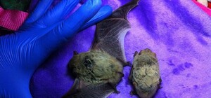 Далеко не улетели: в детском саду нашли застрявших в окне летучих мышей