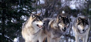 Опасный прирос: в Крыму стаи крупных волков нападают на коз и овец