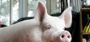 На Полтавщине зафиксировали АЧС: собираются уничтожить 1800 свиней