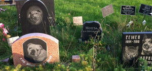 Мурчик, прощавай: у Львові будуватимуть крематорій для тварин