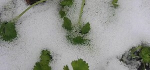 Природа проснулась: на огородах днепрянок выросла петрушка и фенхель