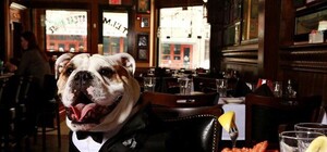 Бари, ресторани та паби: 10 закладів Львова, в які можна прийти з собакою