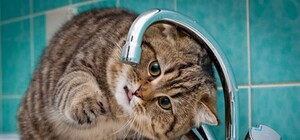 Відкривай гаманець: у Львові зростуть тарифи за водопостачання