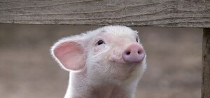 Снова АЧС: под Полтавой собираются уничтожать свиней