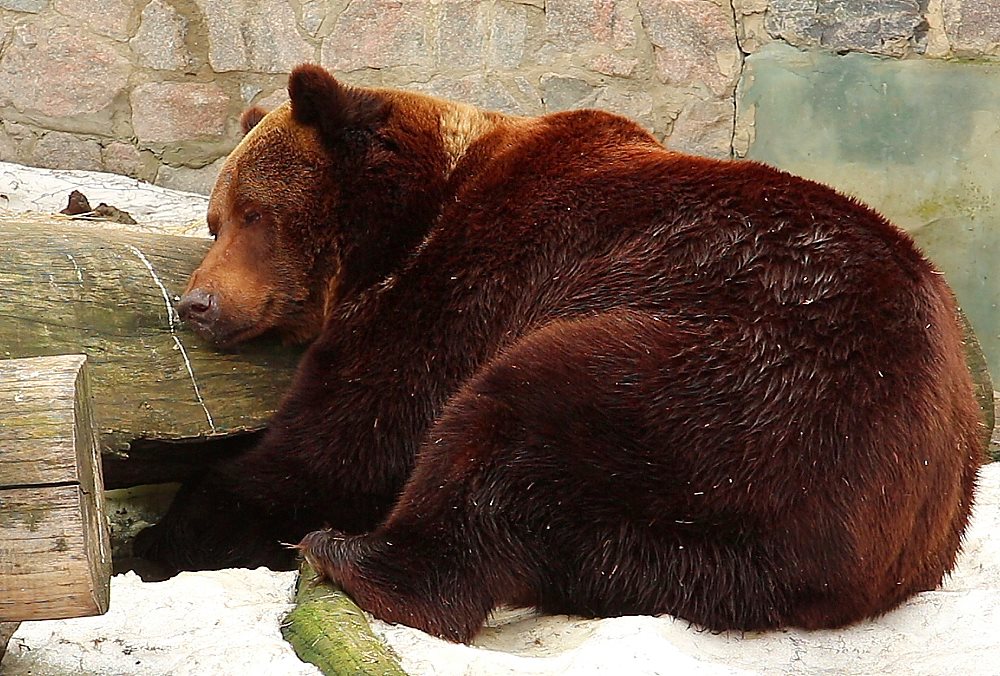 В Харьковском зоопарке проснулись медведи. Фото: Facebook зоопарка Харькова