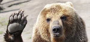 Скільки квитки: під Львовом розпочався ведмежий туристичний сезон