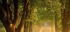 Встановлять рекорд: на Львівщині сьогодні висадять найдовшу липову алею