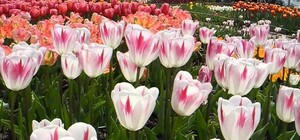 Фотофакт: в Никитском ботсаду презентовали новые сорта тюльпанов