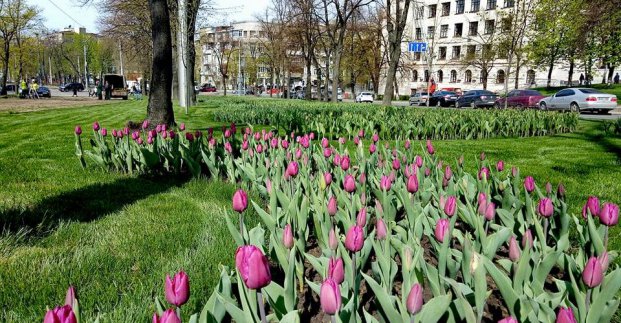 В Харькове высадили 60 000 тюльпанов. Фото: городской совет Харькова