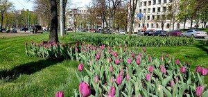 Успей полюбоваться: в Харькове впервые за 30 лет высадили тюльпаны