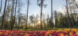 100 000 цветов: в харьковском экопарке проходит Парад тюльпанов