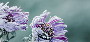 Ветер и заморозки: в Запорожье объявили штормовое предупреждение