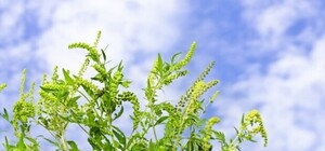 Аллергикам на заметку: одесские экологи составили карту амброзий