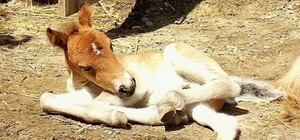 Приходь помилуватися: врятована з 