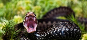 Побывал на небесах: под Харьковом ребенка укусила ядовитая змея