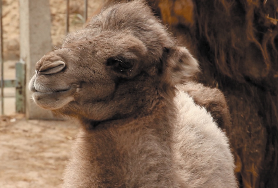 В Харькове выбирают имя для маленького верблюжонка из зоопарка