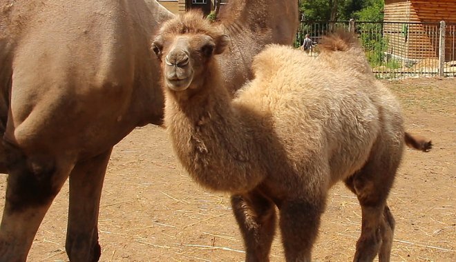 В Харьковском зоопарке выбрали имя верблюжонку. Фото: zoo.kharkov.ua