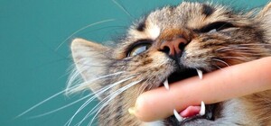 Пушистый вор: на Виноградаре кот лакомился колбасой прям с витрины магазина