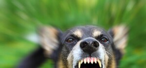 Штраф — 51 гривна: хозяин собак, которые час рвали мужчину под Харьковом, остался на свободе