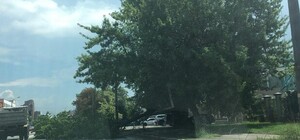 Фотофакт: на Скляренко огромная ветка рухнула на проезжую часть