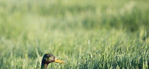 Эксперты обследовали тела мертвых уток с Теремковского озера: что нашли