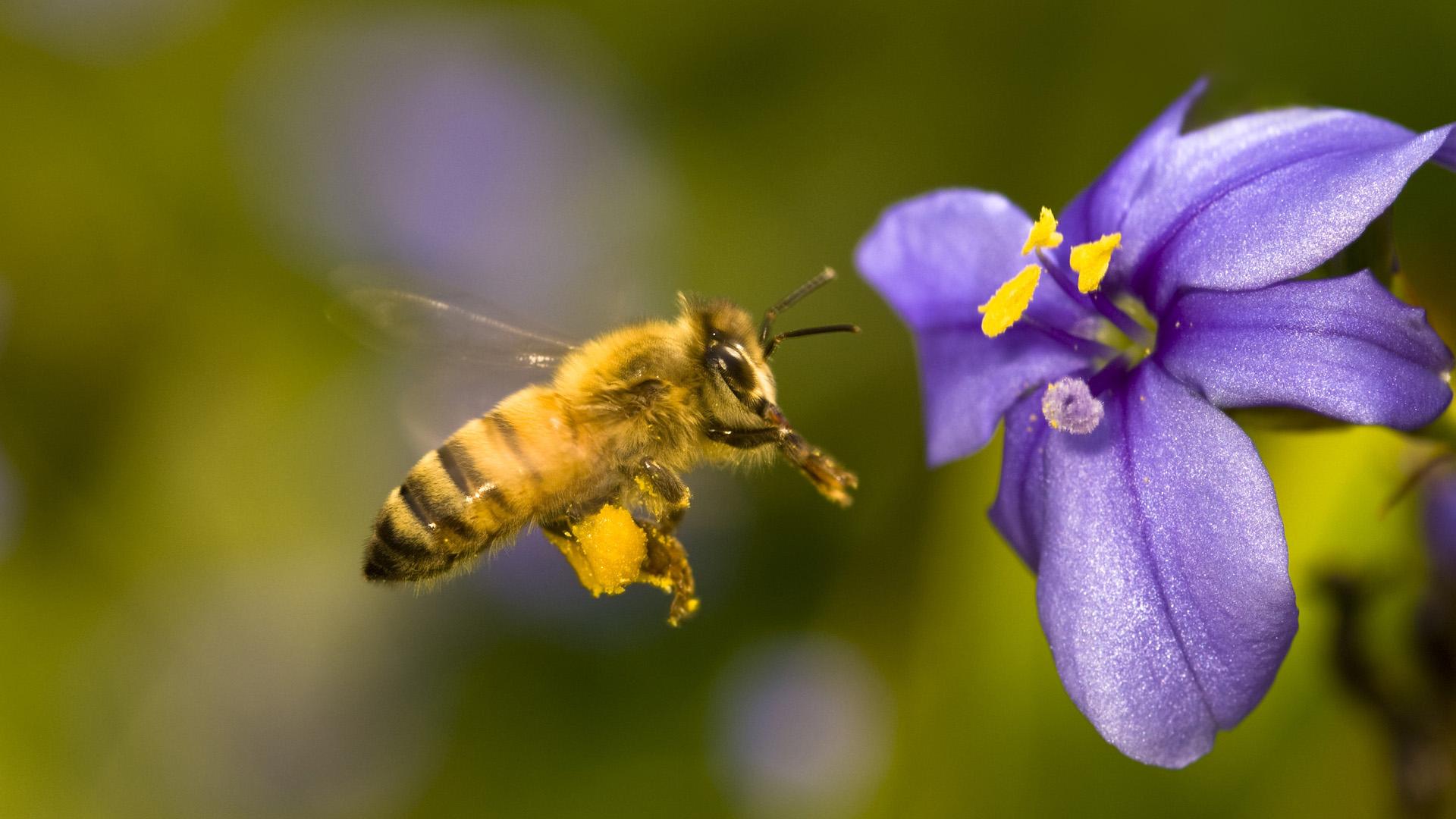 Экспертиза показала, почему под Харьковом погибло много пчел