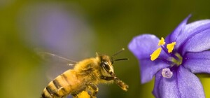 Это не яд: названа причина массовой гибели пчел под Харьковом