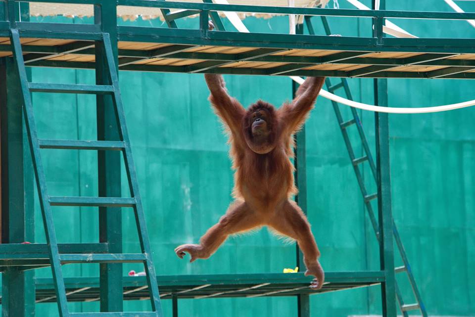 В Фельдман Экопарк построили огромный летний вольер для обезьян