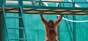 В Фельдман Экопарк построили самый большой в Украине летний вольер для обезьян