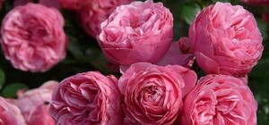 Не воруй: в Киеве посадили мужчину, который крал кусты роз на Нивках